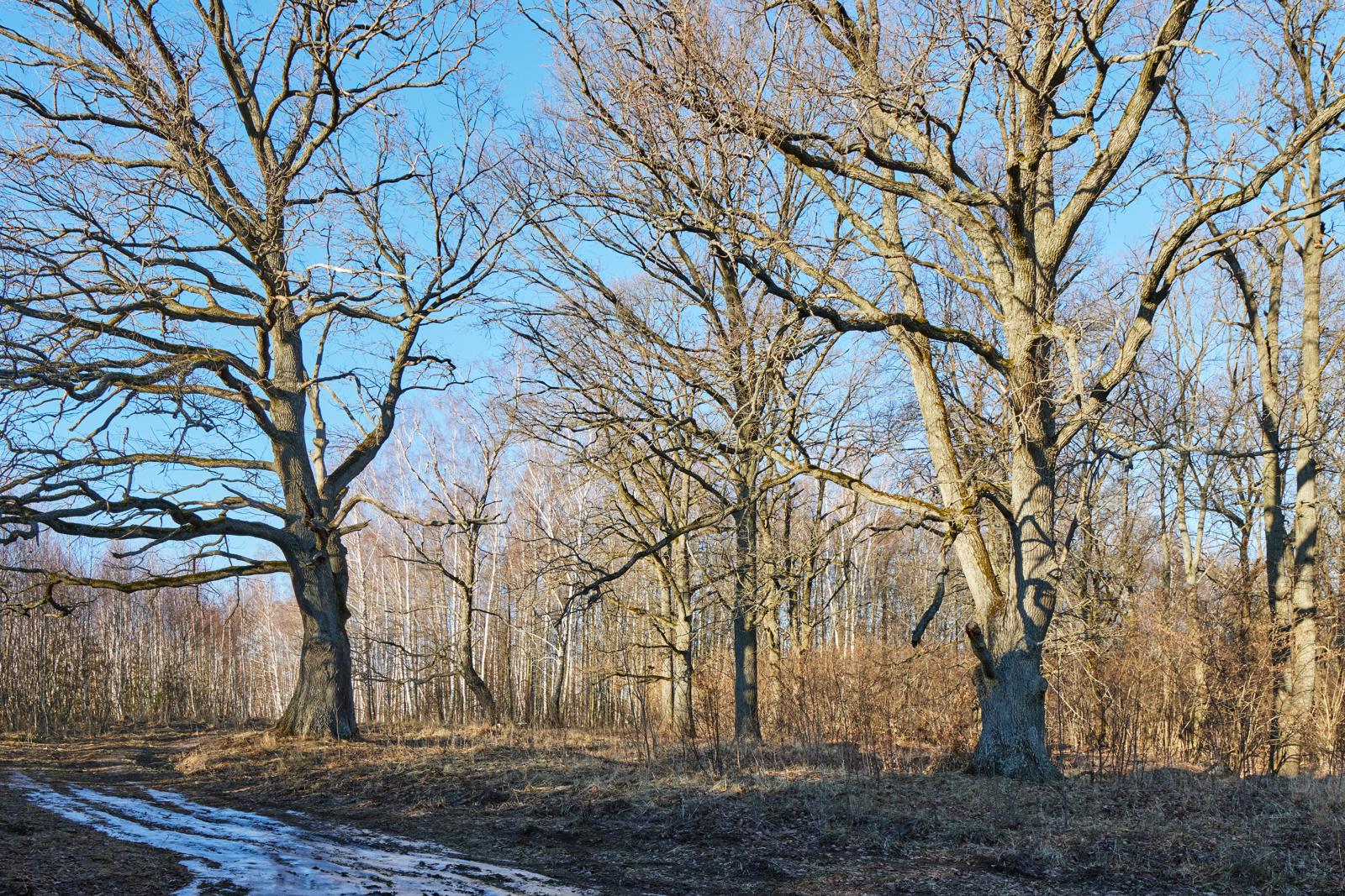 Разговор великанов